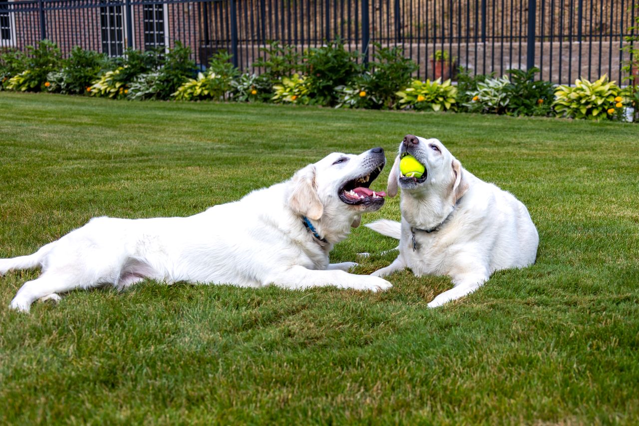 about-01 Two Labrador dogs enjoying playtime with a tennis ball on a sunny lawn.