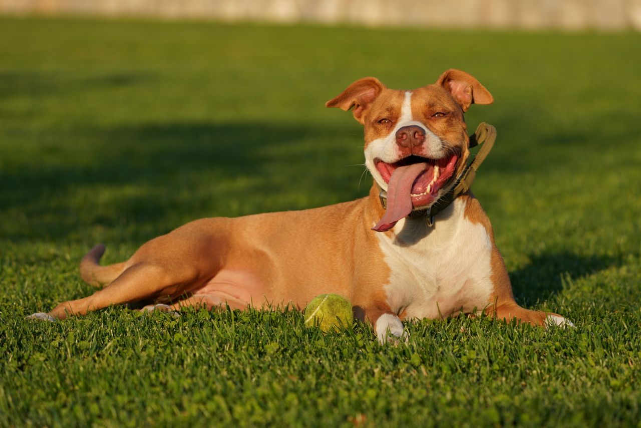 why-choose-us Playful pitbull resting on grass with a tennis ball, enjoying a sunny day outdoors.