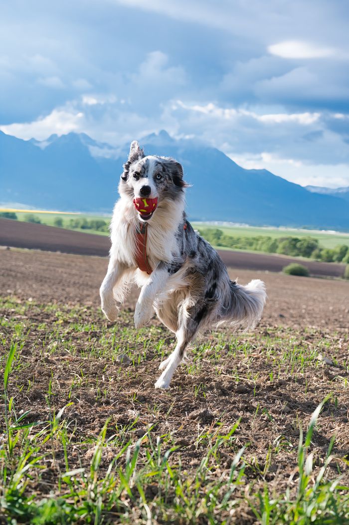 gallery-6 Energetic Border Collie plays in a scenic field with mountains in the background.