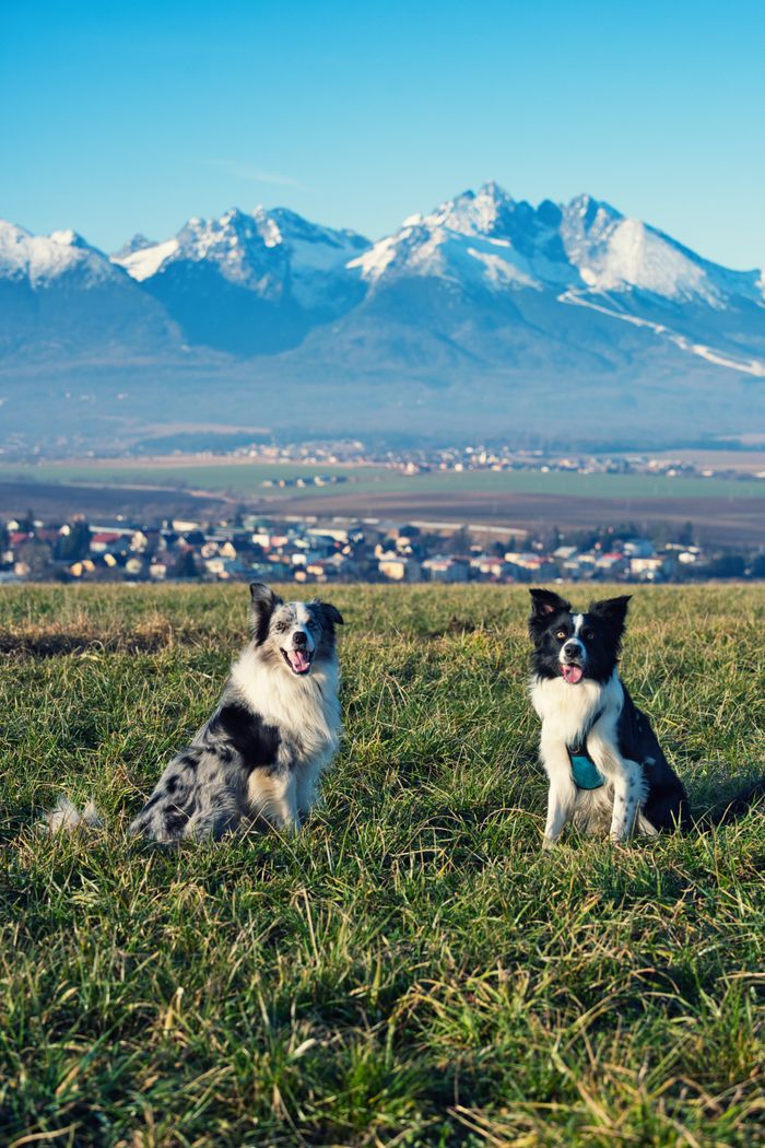 Two joyful border collies sitting in a scenic field overlooking Slovak mountains.