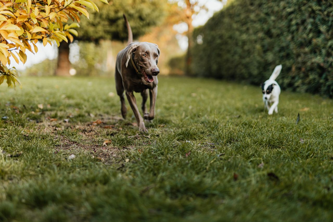 hero-img-02 Weimaraner and Terrier dogs playing on a grassy field surrounded by autumn foliage.