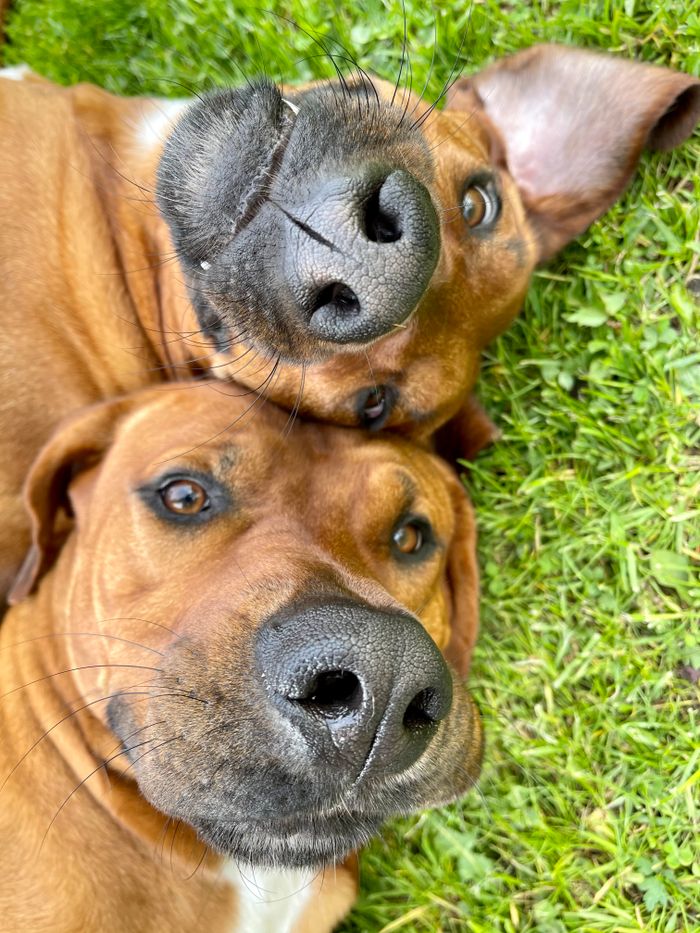 services-02 Close-up view of two adorable Rhodesian Ridgeback dogs lying on green grass, capturing their playful and serene expressions.